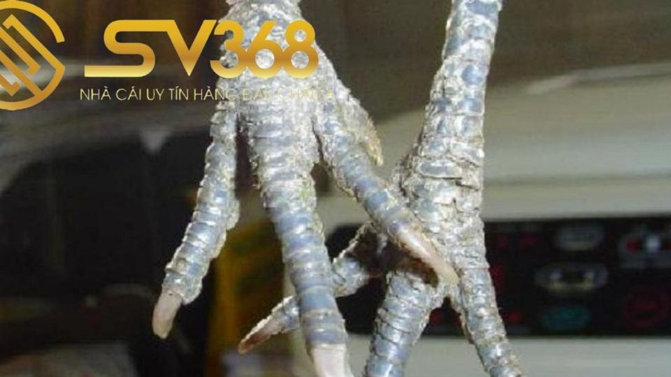 6 cách nhận biết gà bị nấm vảy chân và cách điều trị 1 Gà bị nấm vảy chân