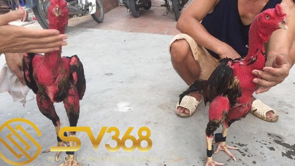 6 cách nhận biết gà bị nấm vảy chân và cách điều trị 2 Nguyên nhân khiến cho gà bị nấm vảy chân