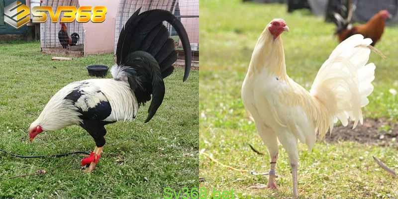 Những địa điểm bán gà mỹ con giá rẻ năm 2024 3 Địa chỉ bán gà mỹ con giá rẻ nhà cái SV368