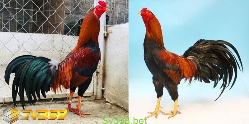 Hướng dẫn cách nuôi gà đá tại sv368 2 Bật mí cách nuôi gà đá luôn thắng không phải ai cũng biết
