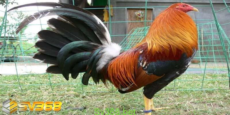 Hướng dẫn cách nuôi gà đá tại sv368 1 cách nuôi gà đá chuyên nghiệp với chế độ chăm sóc đặc biệt