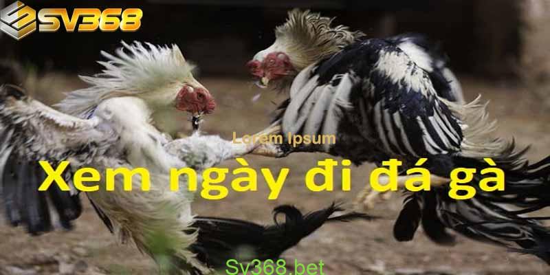 Cách xem ngày gà đá tại Campuchia - Dự tính ngày đá chuẩn 1 Xem ngày gà đá chi tiết Sv368