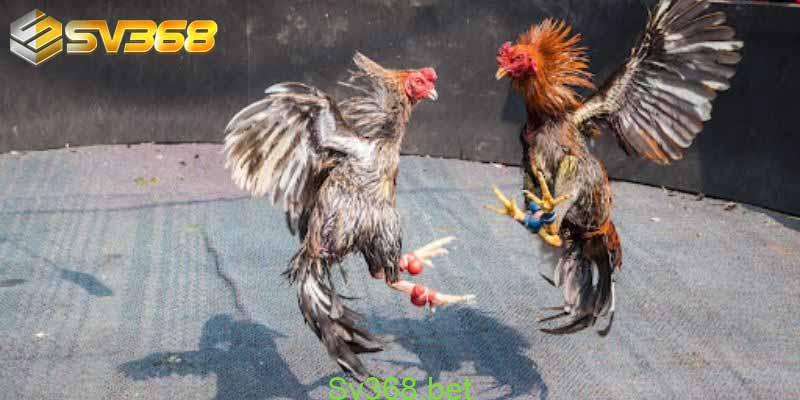 Đá gà cựa tròn Thái Lan hấp dẫn kịch tính tại nhà cái Sv368 3 Cùng nhà cái Sv368 tham khảo ngay với chúng tôi những giống gà tiêu biểu của dòng đá gà cựa tròn này nhé.