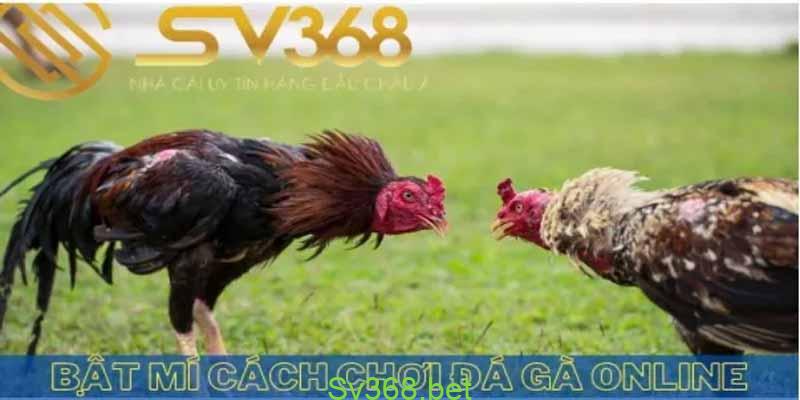 Đá gà là gì? Bật mí cách đá gà Online luôn thắng từ Kê thủ 3 Bật mí cách chơi đá gà online luôn thắng tại nhà cái sv368