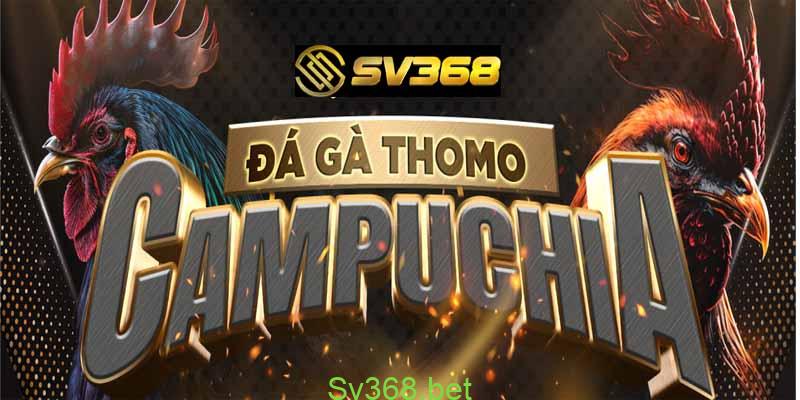 Đá gà thomo Tại Sv638- Nơi hội tụ các kê thủ đẳng cấp 2 Đá gà thomo tại sv368