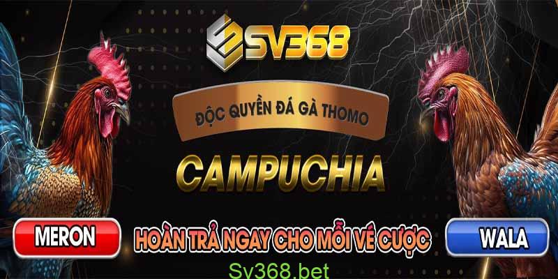 Đá gà thomo Tại Sv638- Nơi hội tụ các kê thủ đẳng cấp 1 Đá gà thomo tại sv368