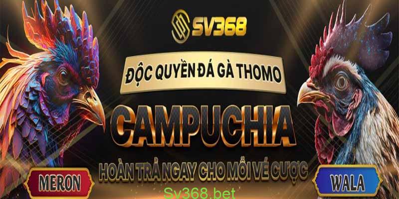 Đá gà thomo Tại Sv638- Nơi hội tụ các kê thủ đẳng cấp 3 Vì sao nên chơi đá gà thomo tại sv368