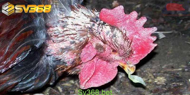 Gà bị lác mặt - Nguyên nhân và cách điều trị nhanh hết 2 Mốc lác là một loại bệnh rất phổ biến thường xuất hiện trên cơ thể của gà chiến. Vậy nguyên nhân là gì và cách ngăn ngừa bệnh này như thế nào? Để trả lời được câu hỏi này, nhà cái Sv368 sẽ đưa ra một số thông tin cho các bạn tham khảo: