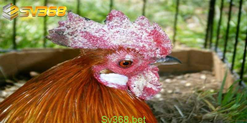 Gà bị lác mặt - Nguyên nhân và cách điều trị nhanh hết 1 Vậy tại sao gà lại bị lác mắt? Nhà cái Sv368 sẽ lý giải về việc này như sau: