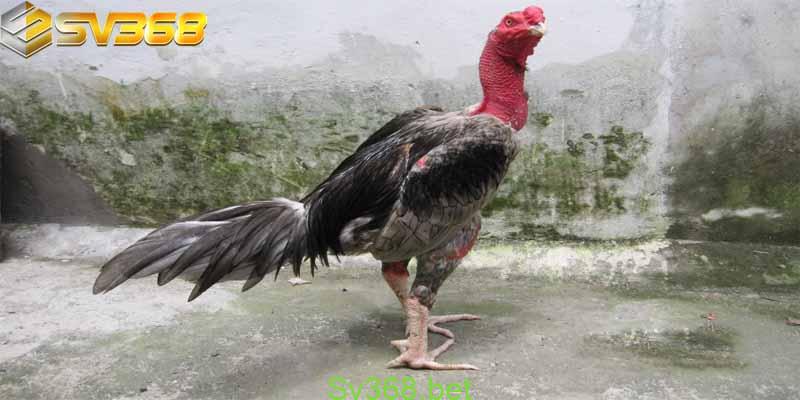 Gà Lai chọi sọc là gì ? Cùng tìm hiểu với Sv368 2 Mục đích nuôi gà lai chọi sọc
