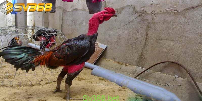 Gà Lai chọi sọc là gì ? Cùng tìm hiểu với Sv368 3 Gà lai chọi sọc với kỹ thuật nuôi cực kỳ đơn giản