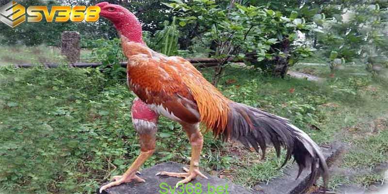 Gà Lai chọi sọc là gì ? Cùng tìm hiểu với Sv368 1 Tìm hiểu về gà lai chọi sọc