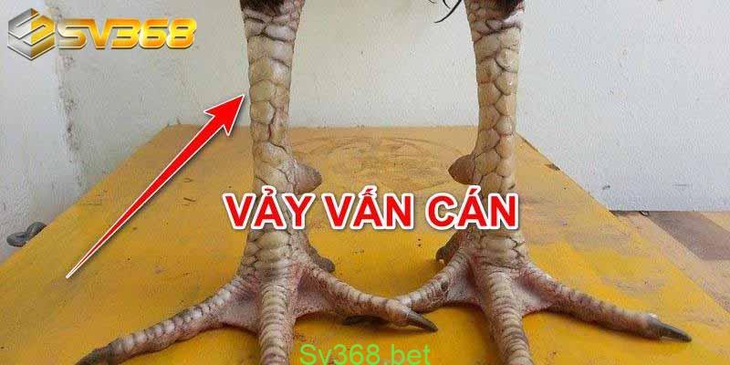 Tìm hiểu về Vảy gà vấn cán tốt hay xấu | SV368 1 Để biết cách xem vảy của gà chọi, các sư kê cần biết vảy gà chính là phần nào? Vảy gà là phần da cứng, kết hợp tạo thành một lớp màng cứng có hình dáng giống như những chiếc vảy.