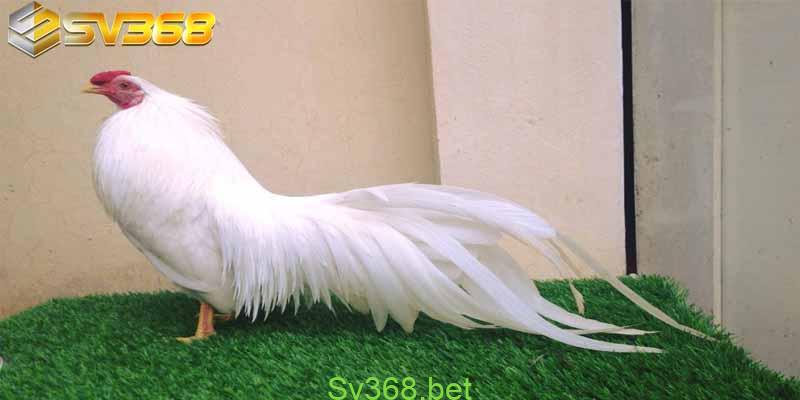 Giải gà tre thomo mới nhất năm 2024- Sv368 2 Thời gian mỗi hiệp của giải gà tre thomo mới nhất tối đa là 15 phút