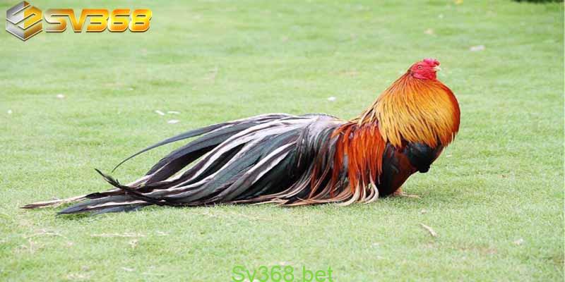 Giải gà tre thomo mới nhất năm 2024- Sv368 1 Tìm hiểu về giải gà tre Thomo mới nhất cùng SV368