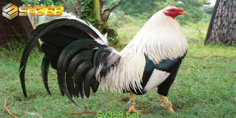 Kinh nghiệm nuôi gà mỹ tại Sv368 2 Với kinh nghiệm nuôi gà mỹ, dù là nuôi gà chọi để bán hay nuôi gà để tham gia vào các trận đấu thì các sư kê cũng cần biết các kỹ thuật nuôi và cũng cần hiểu về các đặc điểm của các giống gà. Do đó, trước khi tìm hiểu về kinh nghiệm nuôi gà Mỹ, nhà cái Sv368 sẽ cùng các bạn tìm hiểu kỹ hơn về đặc điểm của giống gà mỹ – một giống gà chọi đang được rất nhiều sư kê Việt Nam ưa chuộng.