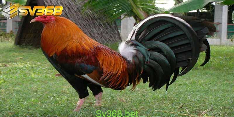 Kinh nghiệm nuôi gà mỹ tại Sv368 1 Trước khi bước vào tìm hiểu về các kinh nghiệm nuôi gà mỹ thì chúng ta nên tìm hiểu về nguồn gốc cũng như phân loại về gà mỹ. Cùng nhà cái Sv368 tìm hiểu nội dung này nhé.