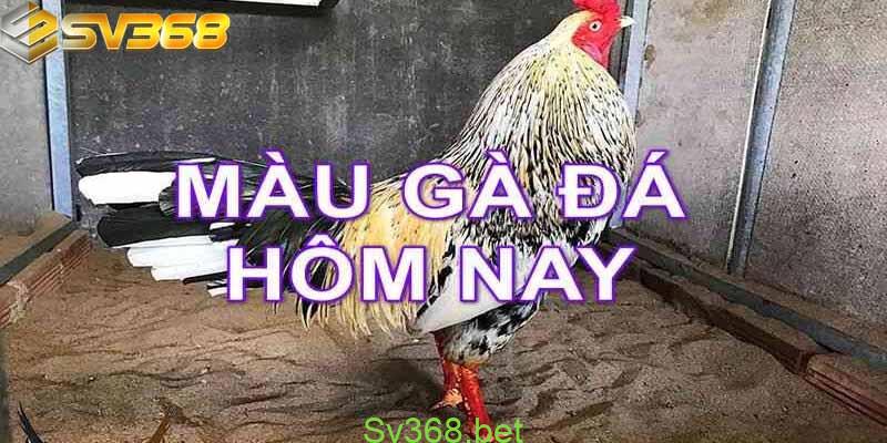 Cách xem màu mạng gà đá hôm nay | SV368 2 Dân chơi gà