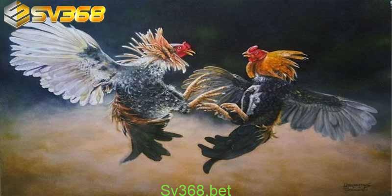 Thomo67- Đá gà thomo CPC chính thức hoạt động trở lại 2 Đá gà thomo67 đang được rất nhiều người chơi yêu thích tại SV368