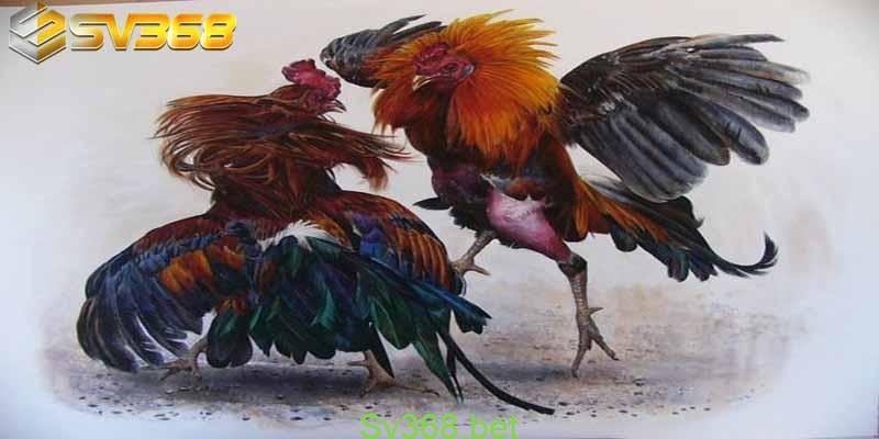Thomo67- Đá gà thomo CPC chính thức hoạt động trở lại 3 Cách thức để xem đá gà thomo67 trực tuyến chi tiết nhất