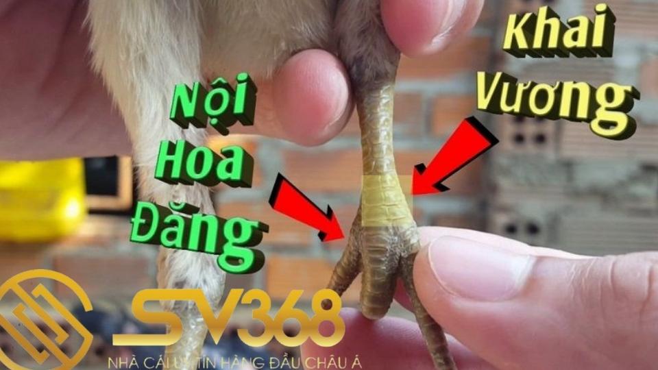 Vảy gà nội hoa đăng có ở gà là tốt hay xấu? 1 vảy gà nội hoa đăng