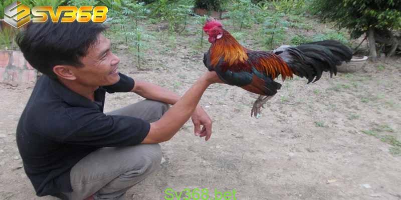 Sv368 - Xem chơi đá gà tre hot nhất hiện nay 2 Tại sao nên tham gia xem chơi đá gà tre với nhà cái SV368