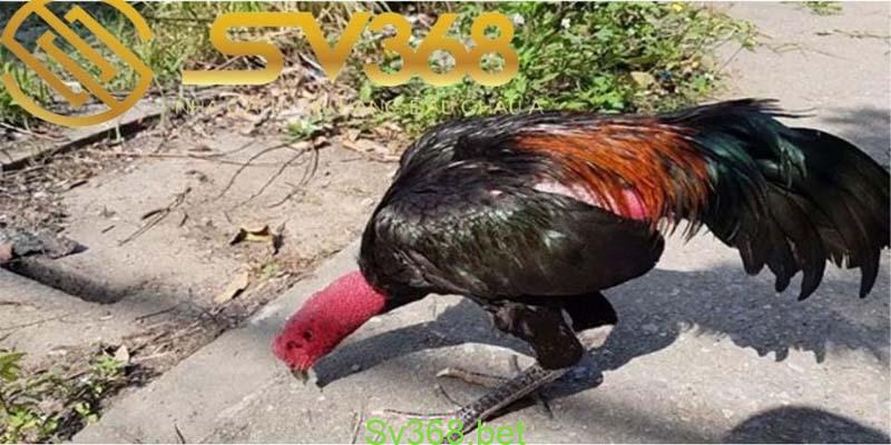 Cách chọn gà đá hay - xem vảy chân gà 'độc' năm 2024 2 xem tướng gà để lựa chọn chiến kê tốt