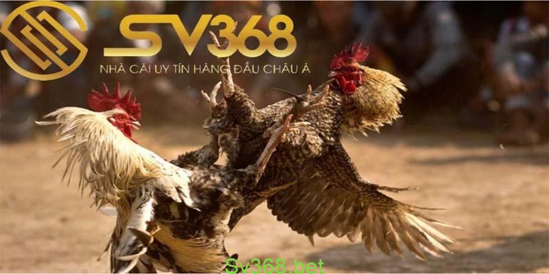 Cách chọn gà đá hay - xem vảy chân gà 'độc' năm 2024 3 Nhà cái SV368 mỏ gà được xem là vũ khí chiến lược của gà, vì vậy xem tướng gà đá hay không thể lơ là bộ vị này. Vậy mỏ gà có đặc điểm thế nào để xem là tốt, thế nào thì xem là xấu?