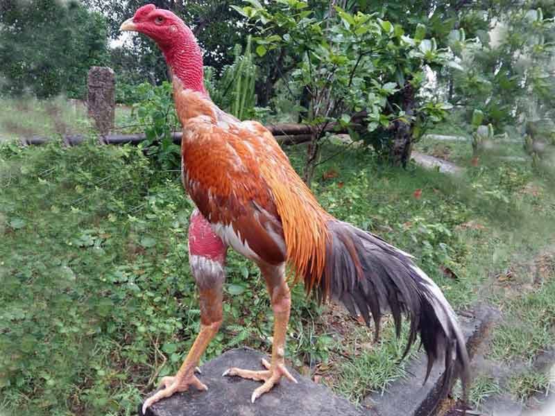 Chợ tốt gà đá: những địa điểm bán gà đá uy tín 1 chợ tốt gà đá