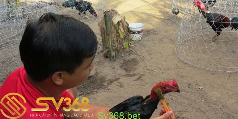 Chợ tốt, gà đá an giang : Địa điểm mua bán gà uy tín nhất 3 Cách chăm sóc gà an giang