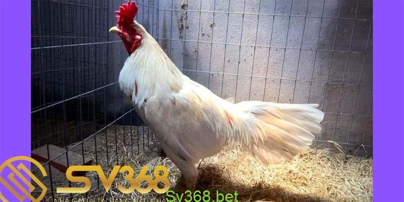 Chợ tốt, gà đá an giang : Địa điểm mua bán gà uy tín nhất 1 gà bướm an giang
