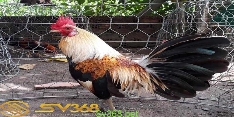 Chợ tốt gà đá cần thơ : Nơi buôn bán gà đá hot nhất năm 2024 2 Ưu Điểm Của Chợ Tốt Gà Đá Cần Thơ