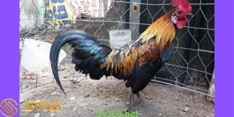 Chợ tốt gà đá cần thơ : Nơi buôn bán gà đá hot nhất năm 2024 3 Ưu Điểm Của Chợ Tốt Gà Đá Cần Thơ