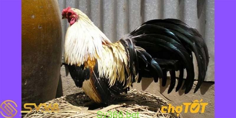 Chợ tốt gà đá cần thơ : Nơi buôn bán gà đá hot nhất năm 2024 1 Ưu Điểm Của Chợ Tốt Gà Đá Cần Thơ