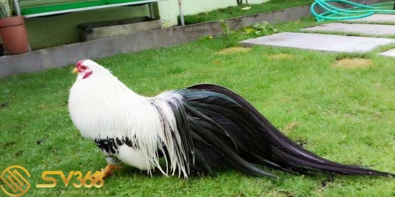 Hướng dẫn nuôi gà tre tân châu từ các sư kê - Sv368 2 chuẩn bị những gì khi nuôi gà tre tân châu