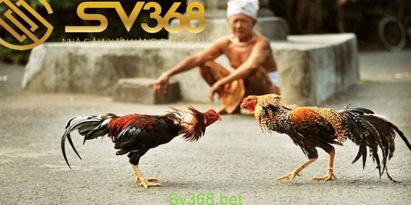 Đá gà sv368 - Trang giải trí đá gà uy tín năm 2024 2 Đá gà sv368