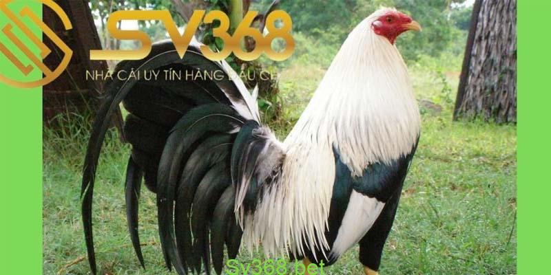 Đặc điểm gà mỹ dòng kelso chiến kê thông minh 1 gà mỹ dòng kelso