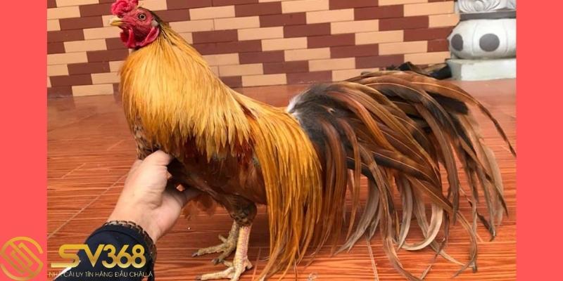 Hướng dẫn nuôi gà tre tân châu từ các sư kê - Sv368 1 gà tre tân châu