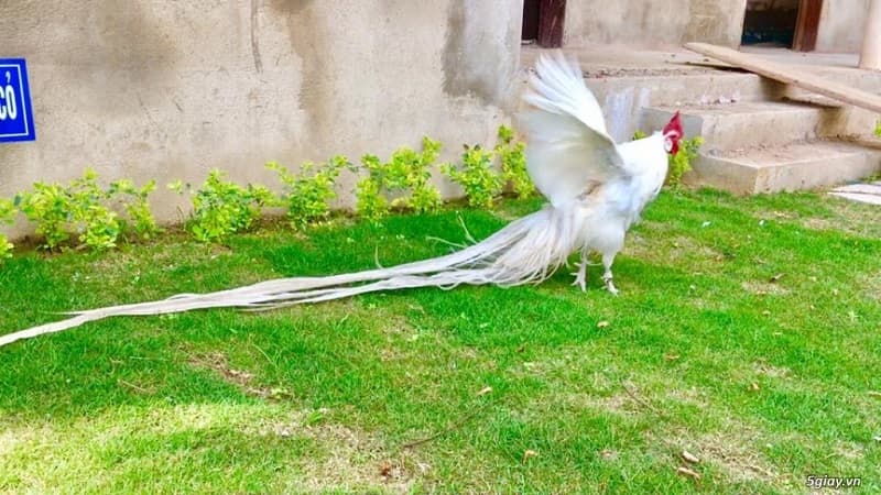 Những giống gà kiểng được yêu thích nhất - SV368 5 Gà Phoenix