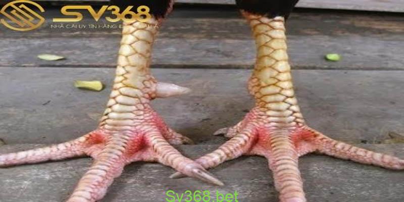 Những kinh nghiệm xem vảy gà chọi độc từ các sư kê Sv368 2 Cách xem vảy gà chọi độc