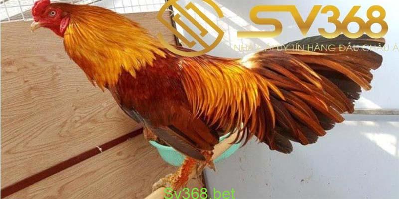 20 kiểu vảy gà chọi thần kê cực kì quý hiếm 2 Vảy gà chọi thần kê quý hiếm dùng để nhân giống