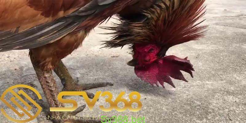 20 kiểu vảy gà chọi thần kê cực kì quý hiếm 3 gà tử mị