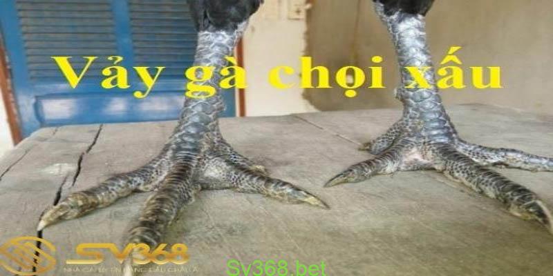 Vảy nhân tự thới: Loại vảy gà chọi độc xứng - sv368 3 Ngoài vảy nhân tự thới - loại vảy tốt thì các loại vảy vảy gà xấu mà SV368 chúng tôi khuyên bạn không nên dùng để tham gia thi đấu như sau: