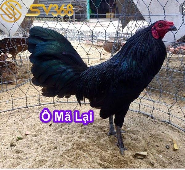 Gà mã lại là gì ? Có nên nuôi giống gà mã lại đá không ? 2 Có nên nuôi giống gà mã lại đá hay không?