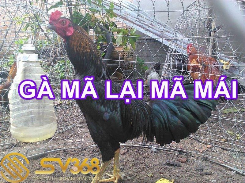 Gà mã lại là gì ? Có nên nuôi giống gà mã lại đá không ? 1 Gà mã lại