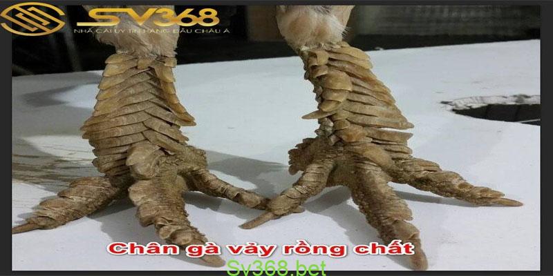 TOP 20+ Vảy Gà Qúy mà bạn chưa biết đến - Sv368 2 Top những loại vảy gà quý độc và hiếm