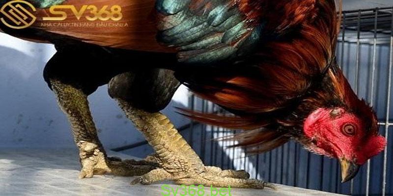 TOP 20+ Vảy Gà Qúy mà bạn chưa biết đến - Sv368 3 Một số những loại vảy gà quý khác tại Sv368