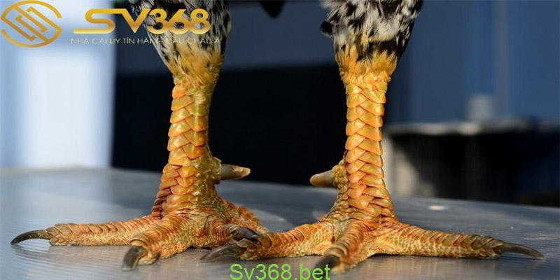 TOP 20+ Vảy Gà Qúy mà bạn chưa biết đến - Sv368 1 vảy gà quý