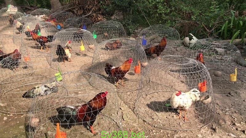 Mô hình nuôi gà đá cựa sắt kiếm tiền khủng năm 2024 3 Hình 3: Quy trình phòng bệnh cho gà